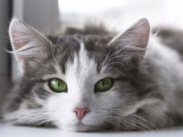 Os gatos podem contrair toxoplasmose ao ingerir carne crua ou mal cozida contaminada