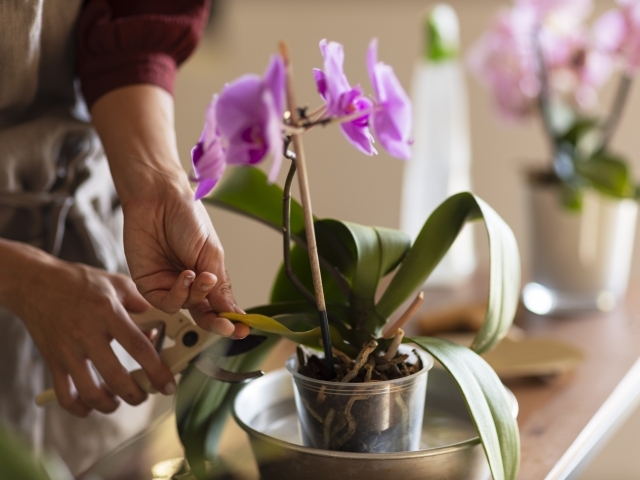 Semana do Meio Ambiente oferece programação gratuita para amantes de Orquídeas