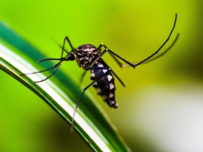 Secretaria de Saúde confirma sétima morte por dengue em Itu