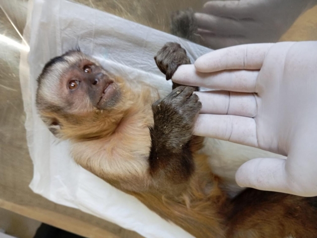 Macaco prego resgatado pela Defesa Civil recebe atendimento veterinário no Centro de Reabilitação Animal