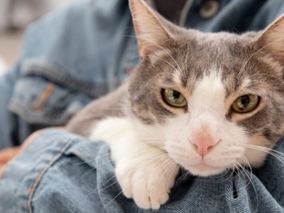 Autora busca depoimentos para livro sobre o poder curativo dos gatos