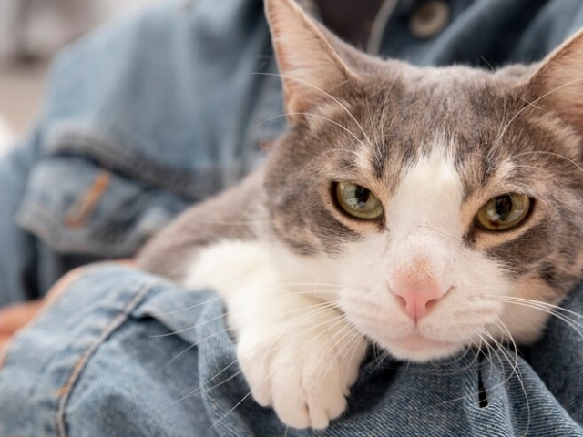 O ronronar dos gatos emite uma vibração benéfica que pode curar não só os gatos, mas também os humanos