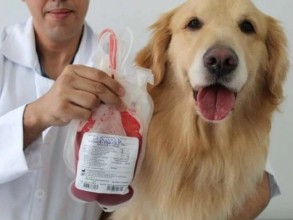 Hospital Veterinário promove campanha 