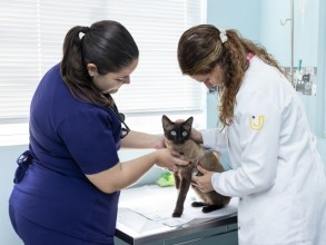 Quando levar meu pet para consulta de rotina com  médico-veterinário?