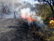 Governo de SP emite alerta de risco elevado de incêndios florestais para 16 regiões