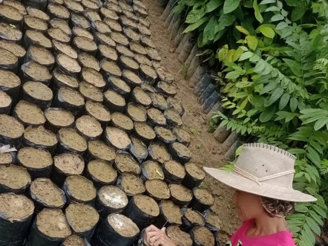 Suelen Feitosa plantou mais de 500 mudas e priorizou cupuaçu para fortalecer produção de chocolate com a amêndoa do fruto regional