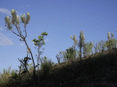 Dia do Cerrado: bioma é o segundo mais ameaçado no país