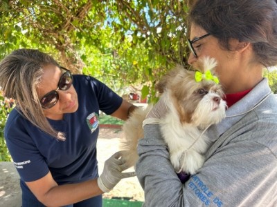 Prefeitura de Indaiatuba anuncia vacinação contra raiva animal em cães e gatos