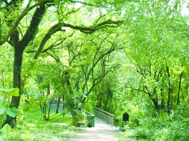 Na Escola Ambiental Bosque do Saber é possível encontrar uma área verde de aproximadamente 11.000 m²