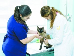 Medicina Veterinária da UniMAX realiza ação para  conscientizar tutores sobre prevenção 