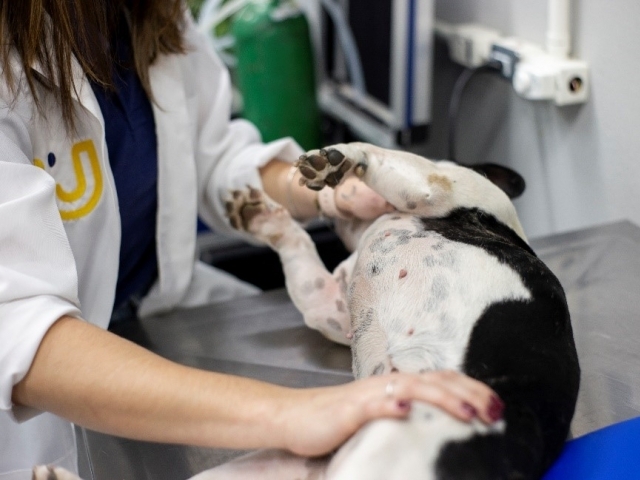 Especialista alerta para a importância do diagnóstico precoce do câncer de mama em pets  