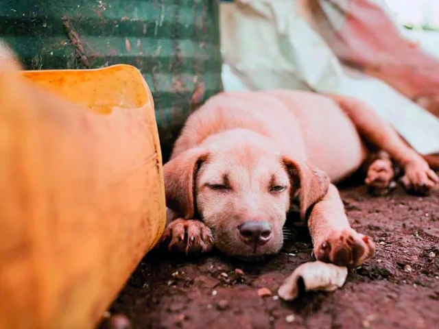 ONGs da cidade se dedicam a resgatar e reabilitar animais abandonados