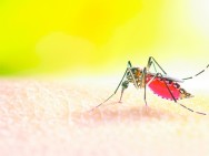 Rafard intensifica campanha contra a dengue e alerta para a importância do diagnóstico precoce