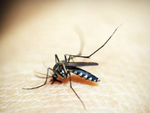 Opas emite alerta para risco de surtos de dengue 3 nas Américas