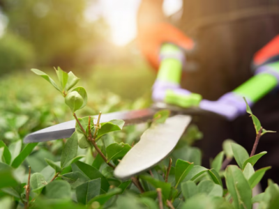 Secretaria de Tecnologia abre vagas remanescentes para o curso gratuito de jardinagem
