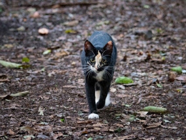 Chocante morte de gatos do Museu do Ipiranga mobiliza comunidade