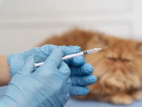 Vacinação anti-rábica destinada a cães e gatos a partir de 5 meses continua durante este mês