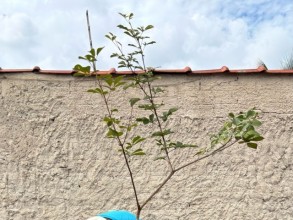 Moradores podem solicitar plantio de árvores na calçada de suas residências