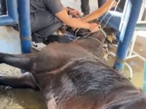 Veterinários investigam adoecimento de cavalos em haras de Indaiatuba