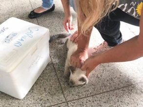 Centro de Zoonoses de Capivari realiza vacinação gratuita contra a raiva para cães e gatos