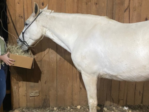 Ministério da Agricultura proíbe ração suspeita de causar mortes de 13 cavalos em Itu  