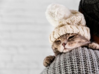 Inverno chegou: Como cuidar do seu pet nesta época do ano