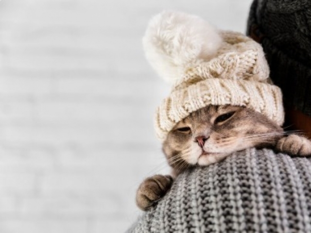 O frio afeta diretamente a saúde dos bichinhos