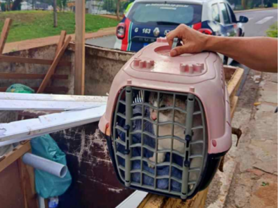 Guarda Civil resgata gato abandonado em caçamba de entulho