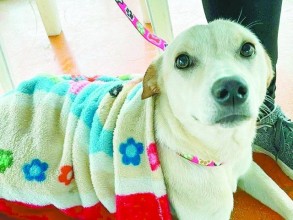 Campanha “Aqueça um Pet” arrecada cobertores e roupas para animais de rua e abrigos