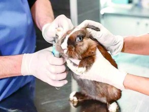 Câmara aprova proibição do uso de animais em testes para cosméticos no Brasil