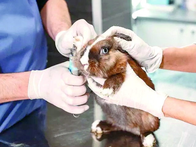 A medida é considerada um avanço na legislação de bem-estar animal