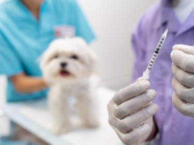 Vacinação evita a morte prematura de cães e gato