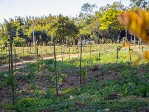 Secretaria de Meio Ambiente de Capivari planta 5 mil mudas de árvores na cidade