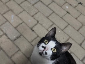 Animal perdido é reencontrado graças ao sistema Meu Pet em Indaiatuba