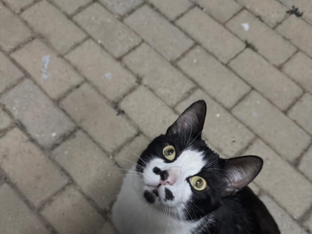 Gatinho microchipado é devolvido à família
