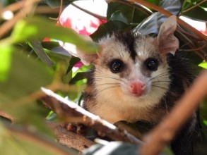 Prefeitura promove a soltura de 24 animais silvestres em matas nativas do município