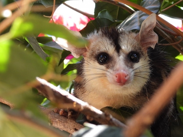 Animais que retornaram às matas do município foram encontrados feridos ou resgatados de cativeiros