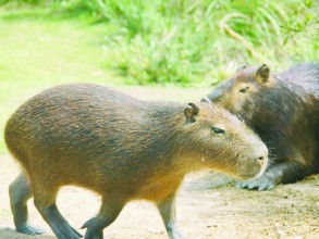 Indaiatuba adota medidas para controlar população de capivaras e prevenir febre maculosa
