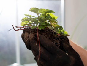 Ações sustentáveis marcam o dia da árvore 