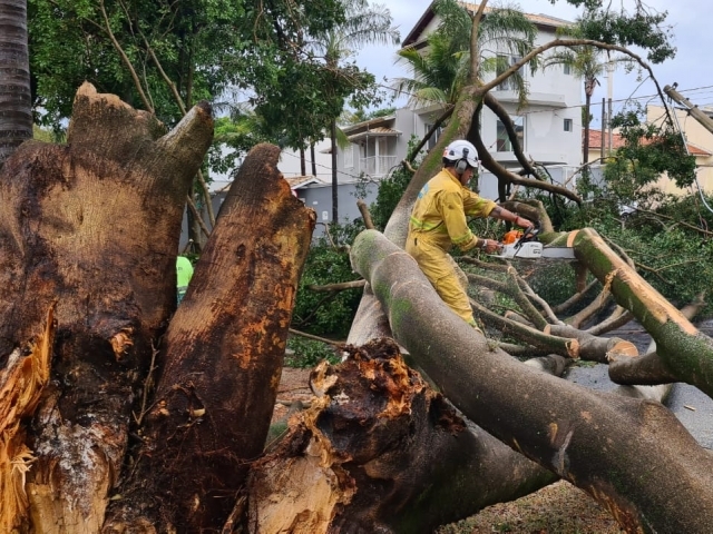 Mais de 60 árovores caíram em decorrência da  chuva acompanhada de ventos fortes