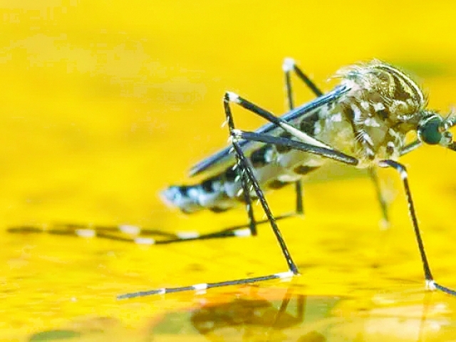 O Aedes aegypti é o transmissor da febre amarela em áreas urbanas