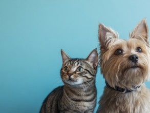 Dia Mundial dos Animais reforça importância do cuidado responsável com cães e gatos