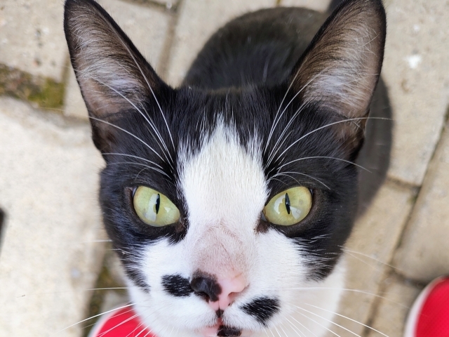 Gatinho é impedido de ser alimentado