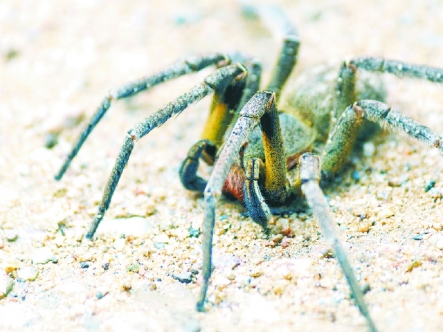 O veneno da aranha armadeira tem efeitos sobre células tumorais