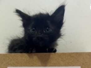 Focinho Amigo participa do Edital Animal 3.0 e conta com apoio da população nas votações