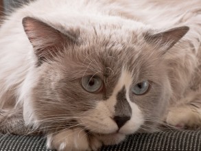 Saúde Felina Sem Mistério: campanha nacional alerta sobre os principais riscos à saúde dos gatos