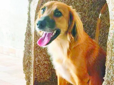 Campanha “Adote Seu Pet” incentiva adoção em Monte Mor