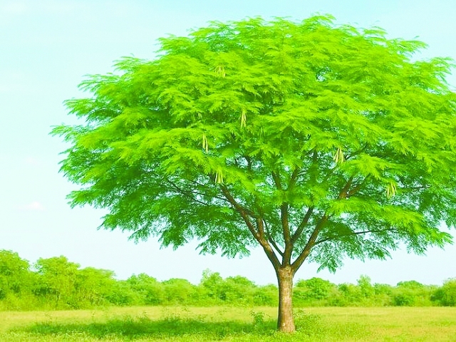 O texto determina a proibição ao uso e plantio de espécies exóticas