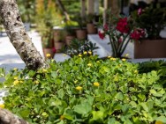 GRAMA OU FORRAÇÃO? 