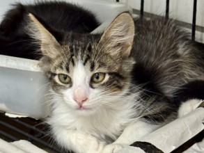 Programa Pro Pet SP realiza 400 cirurgias de castrações de animais em Indaiatuba